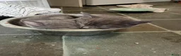 Mixed Breed cats for sale: Last male smoky grey kitten - Advert 6