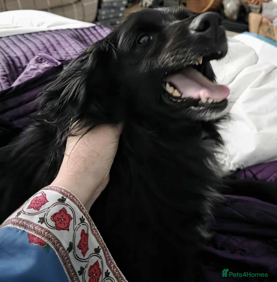 Mixed Breed dogs Meet Nero - Advert 12