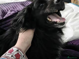 Mixed Breed dogs Meet Nero - Advert 12