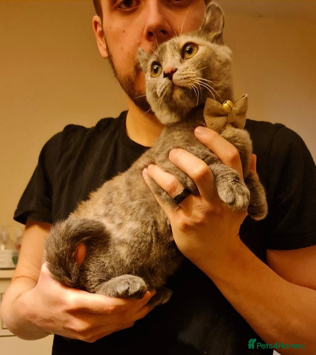 Munchkin cats for sale: Unique Little Lady - Munchkin - Advert 4