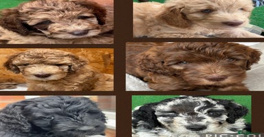 Goldendoodle dogs - Advert 1