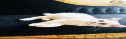 Ragdoll cats for sale: GCCF Ragdolls  - Advert 7