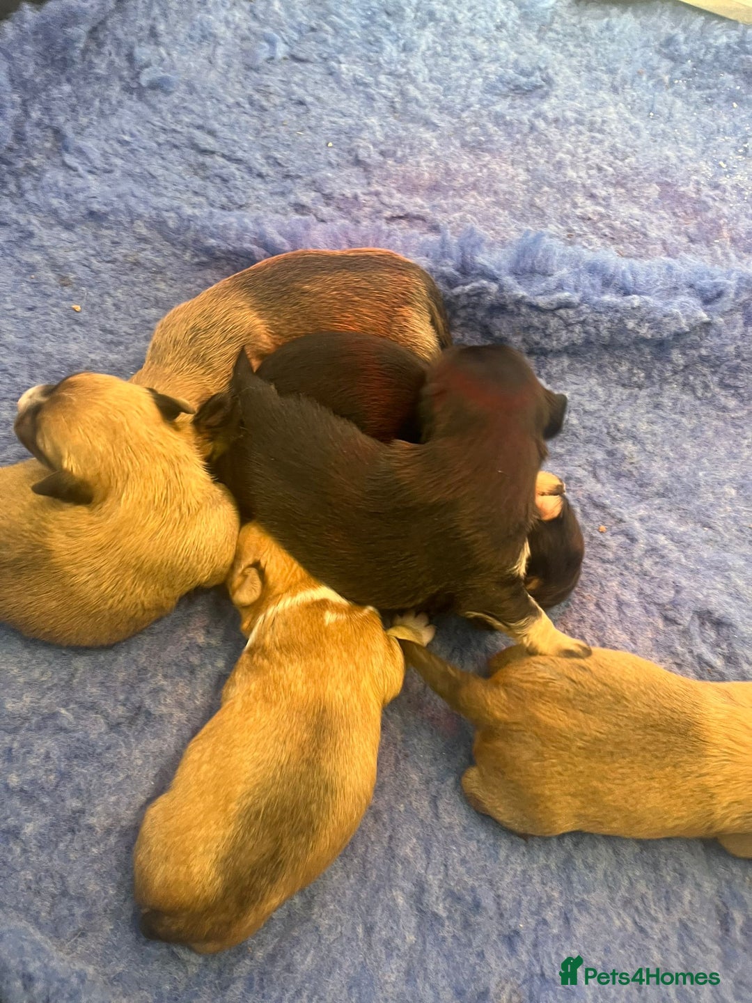 Jack Russell dogs for sale: Miniature Jack Russell’s  - Advert 12