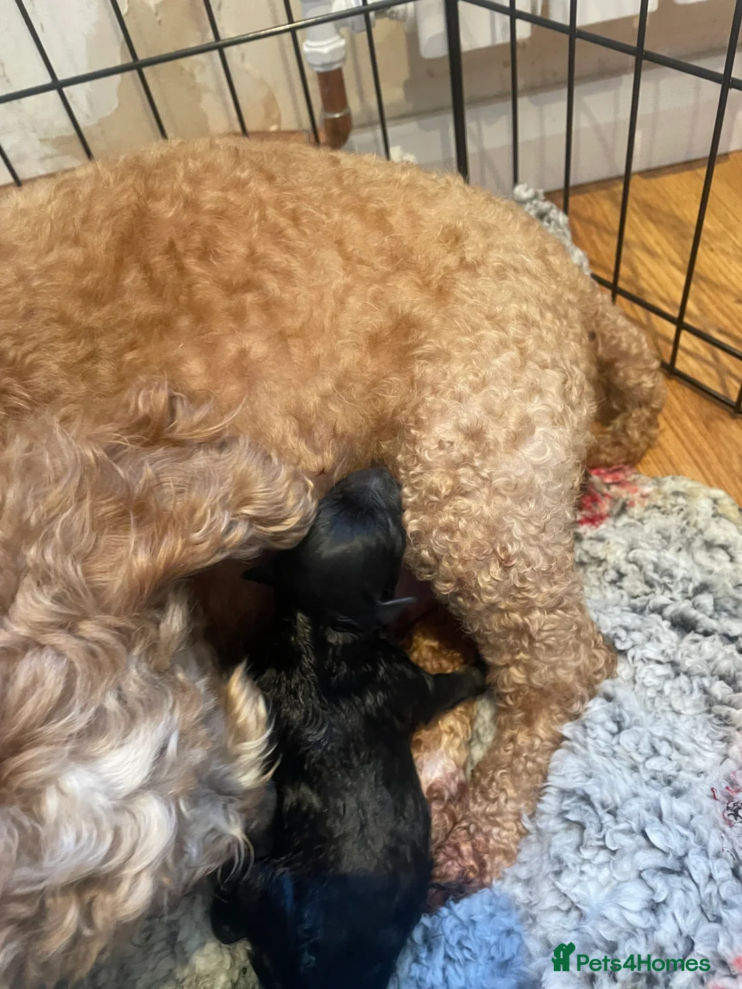 Pomapoo dogs for sale: Wolf sable pomapoos - Advert 14