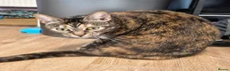 Mixed Breed cats for sale: Female Cat - Advert 2