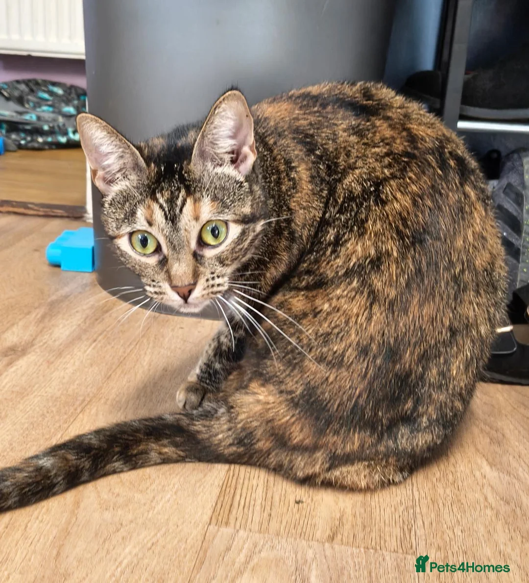 Mixed Breed cats for sale: Female Cat - Advert 2