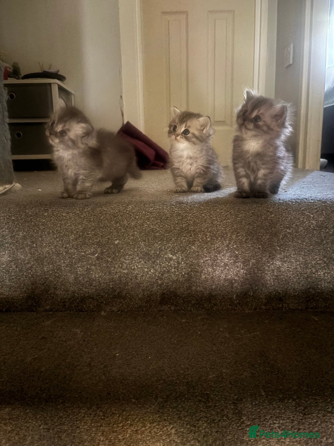 Perdoll cats for sale: Beautiful Perdoll Babies - Image 10