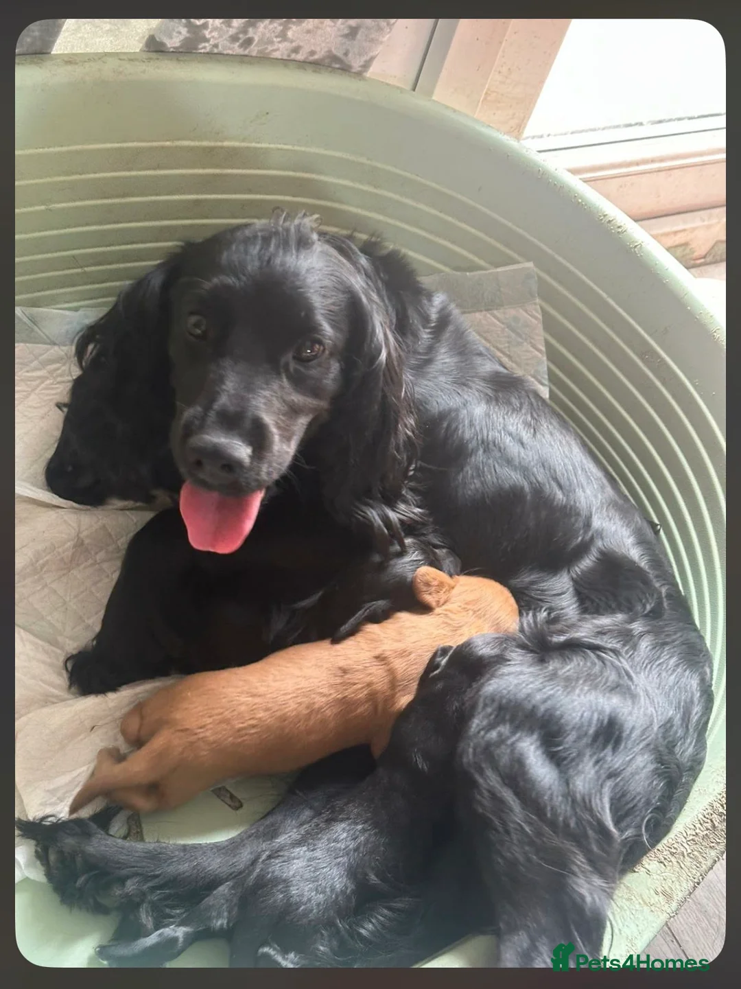 Cocker Spaniel dogs for sale: 3 cocker pups  - Advert 1