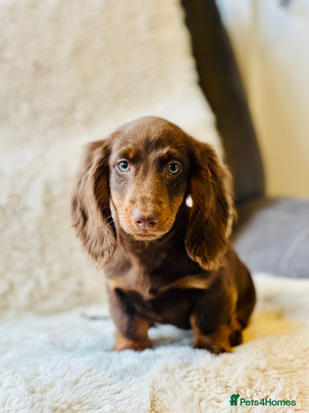 Miniature Dachshund dogs for sale: Chocolate & Tan Miniature Longhaired Dachshund - Image 6