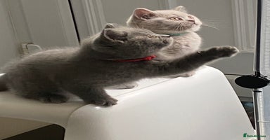 British Shorthair cats - Advert 14