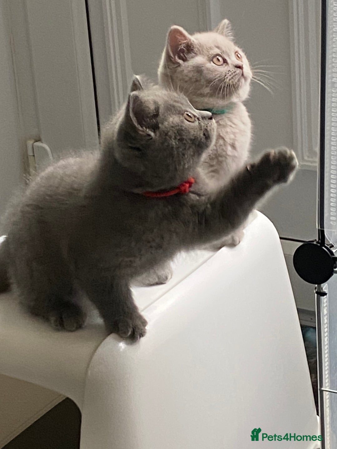 British Shorthair cats for sale: GCCF REG HEALTH TESTED KTTENS AVAILABLE 🥰 - Image 1