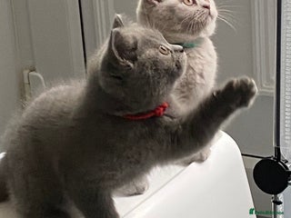 British Shorthair cats - Advert 15