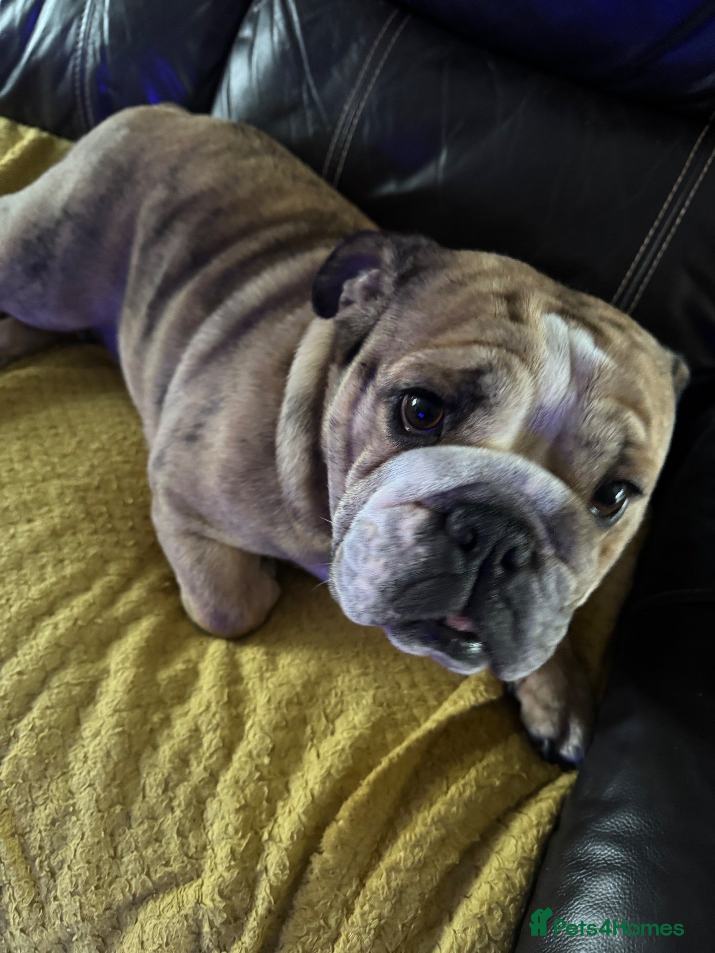 English Bulldog dogs for sale: Female English bulldog - Advert 1