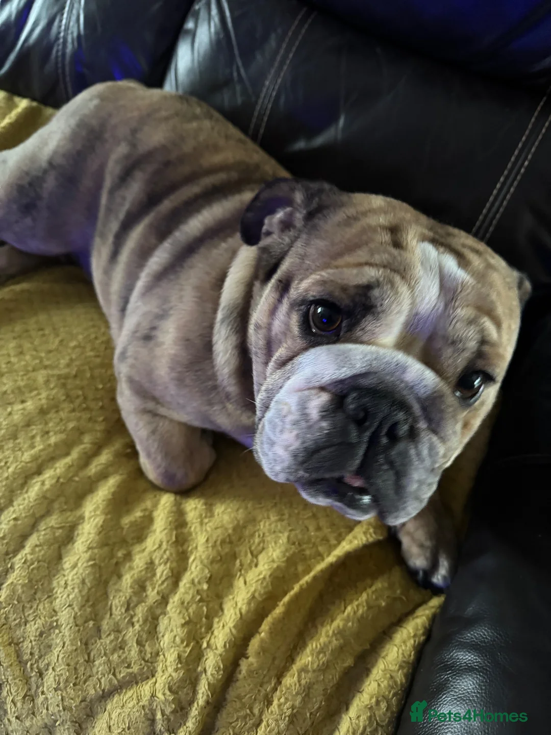 English Bulldog dogs for sale: Female English bulldog - Advert 1