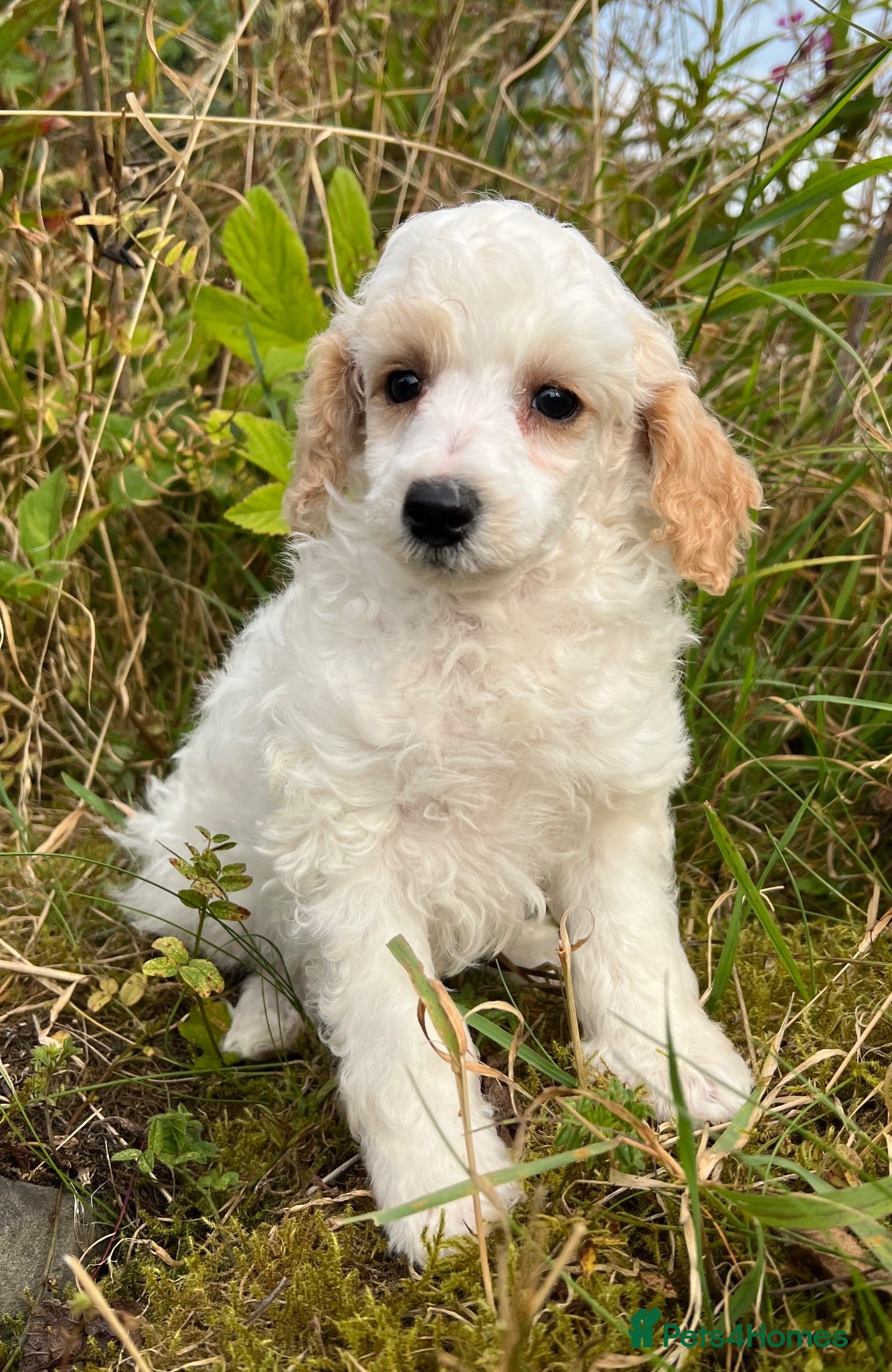 Toy Poodle dogs KC reg toy Poodles - Advert 2