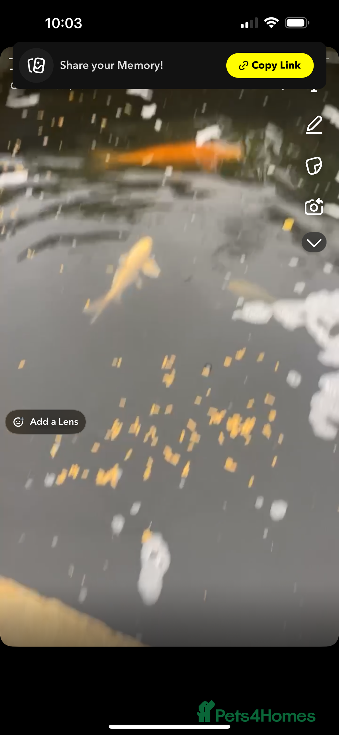 Koi Carp fish for sale: Koi carp  - Advert 6