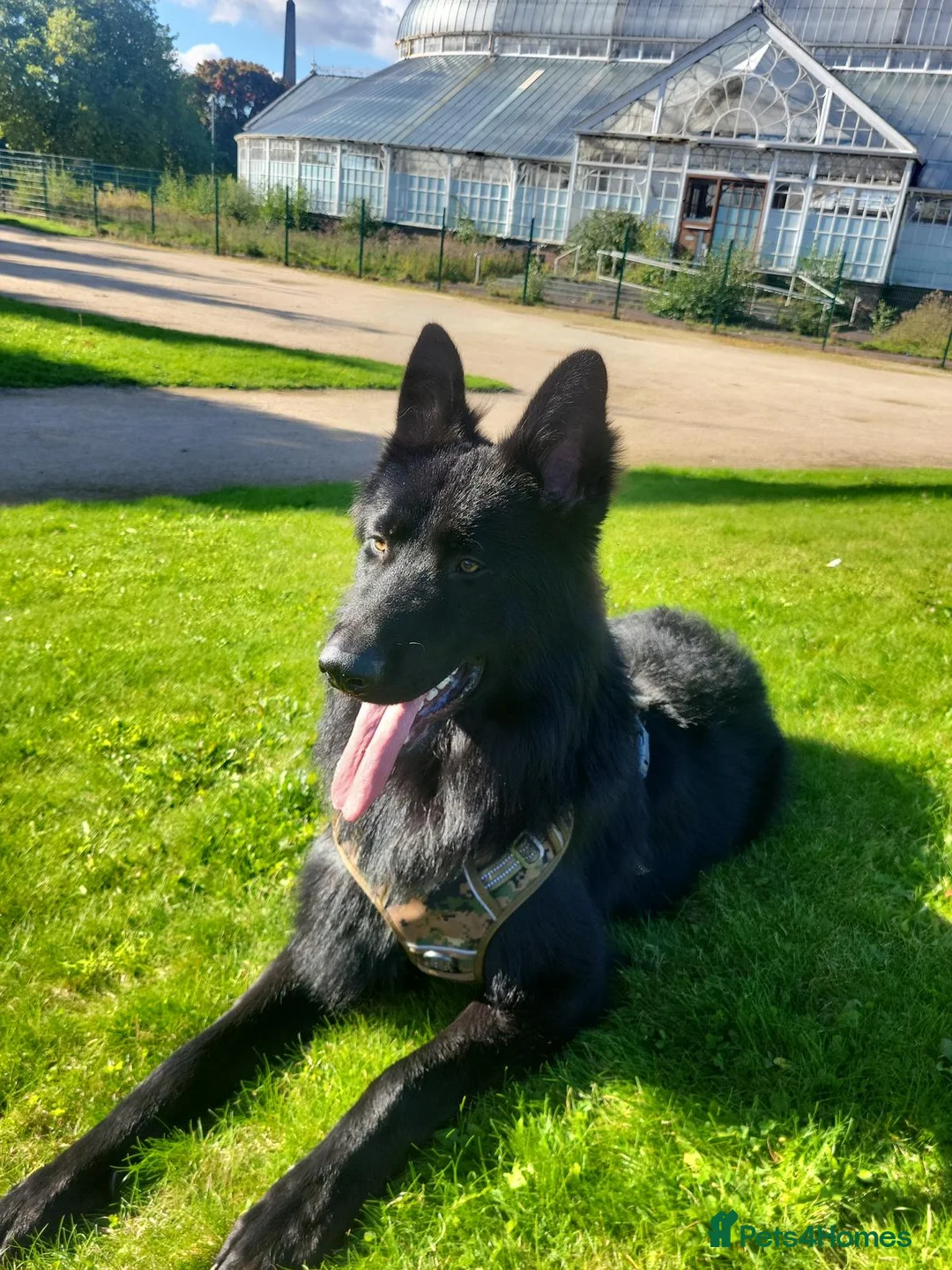 German Shepherd dogs for sale: German Shepherd  in Glasgow - Advert 1
