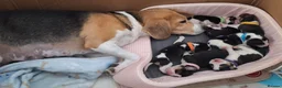 Beagle dogs for sale: Beautiful tricolour beagle puppies. in Taunton - Advert 6