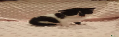 Black and white calico girl