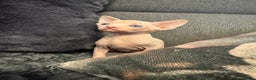 Sphynx cats for sale:  🔥Sphynx and Elf kittens 🔥 - Advert 6