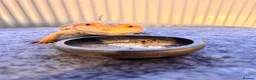 Bearded Dragon reptiles for sale: 7 Month Old Bearded Dragon & Full Set Up - Advert 2