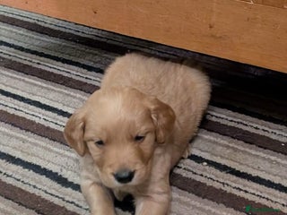 Golden Retriever dogs Working Golden Retriever Puppies - Advert 4