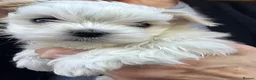 Maltese dogs for sale: Pretty, friendly Maltese puppy in Doncaster - Advert 2