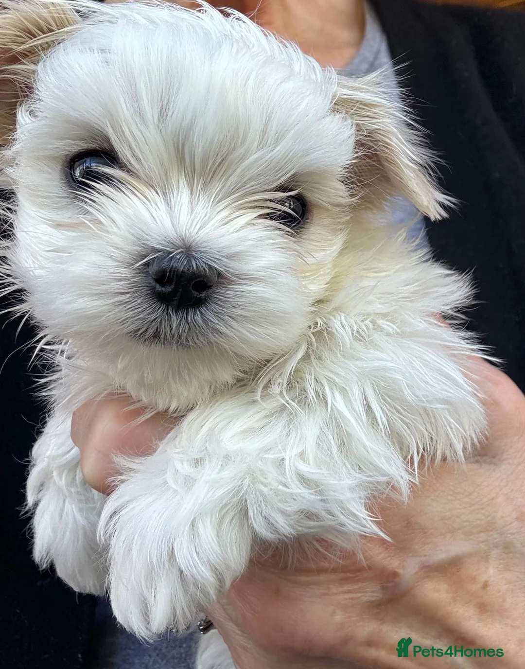 Maltese dogs for sale: Pretty, friendly Maltese puppy in Doncaster - Advert 2