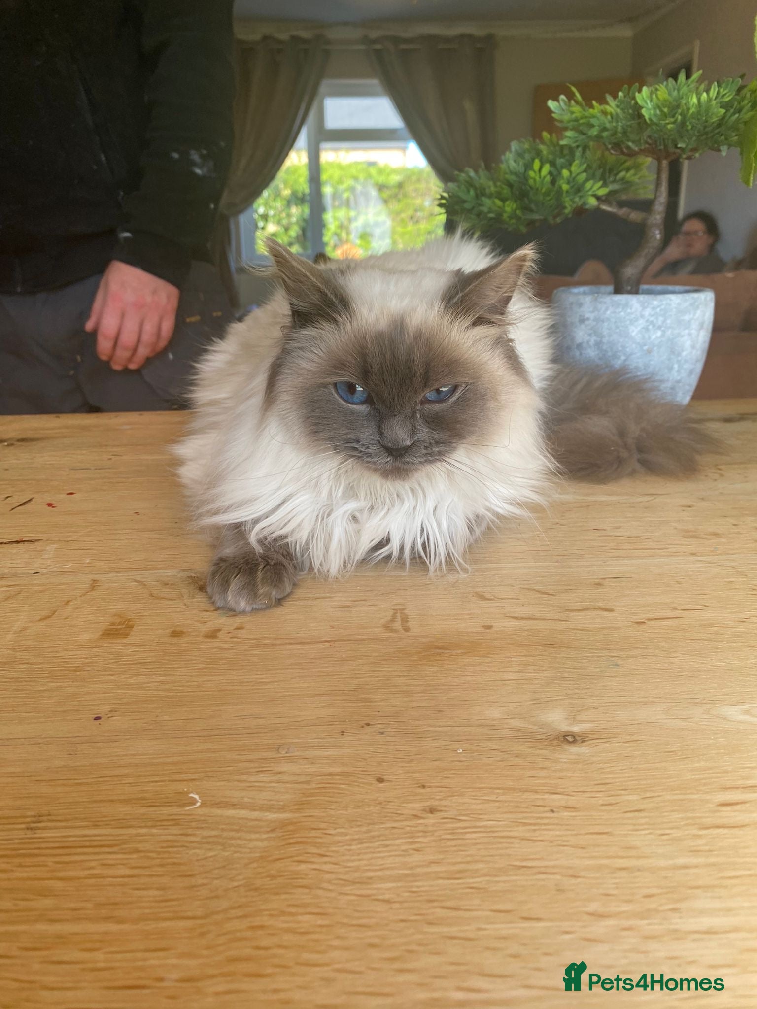 Ragdoll cats Beautiful Blue point ragdoll for sale - Advert 13