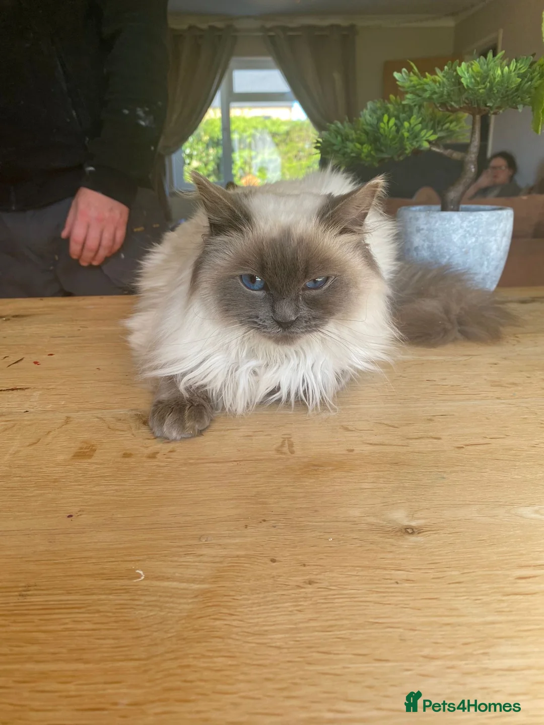 Ragdoll cats for sale: Beautiful Blue point ragdoll for sale - Advert 1