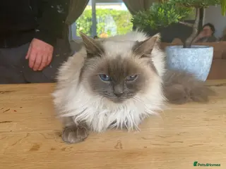 Ragdoll cats Beautiful Blue point ragdoll for sale - Advert 13