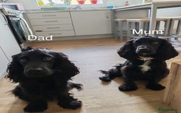 Cocker Spaniel dogs for sale: Beautiful Show Type Cocker Spaniel Puppies - Image 25