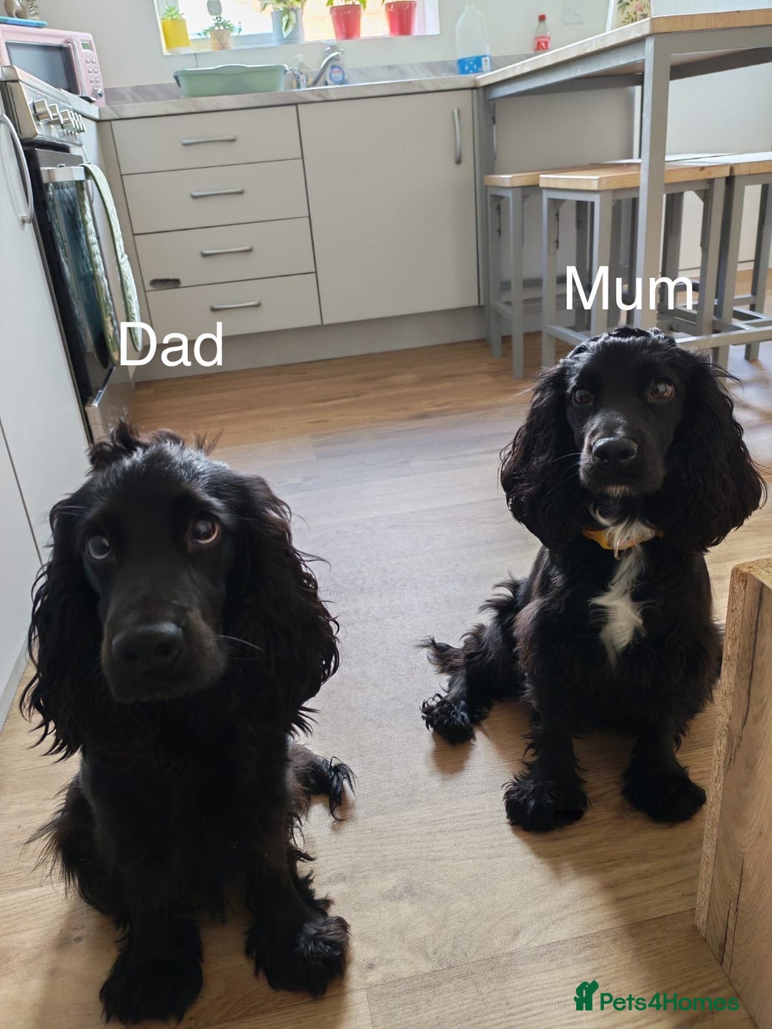 Cocker Spaniel dogs for sale: Beautiful Show Type Cocker Spaniel Puppies - Image 25