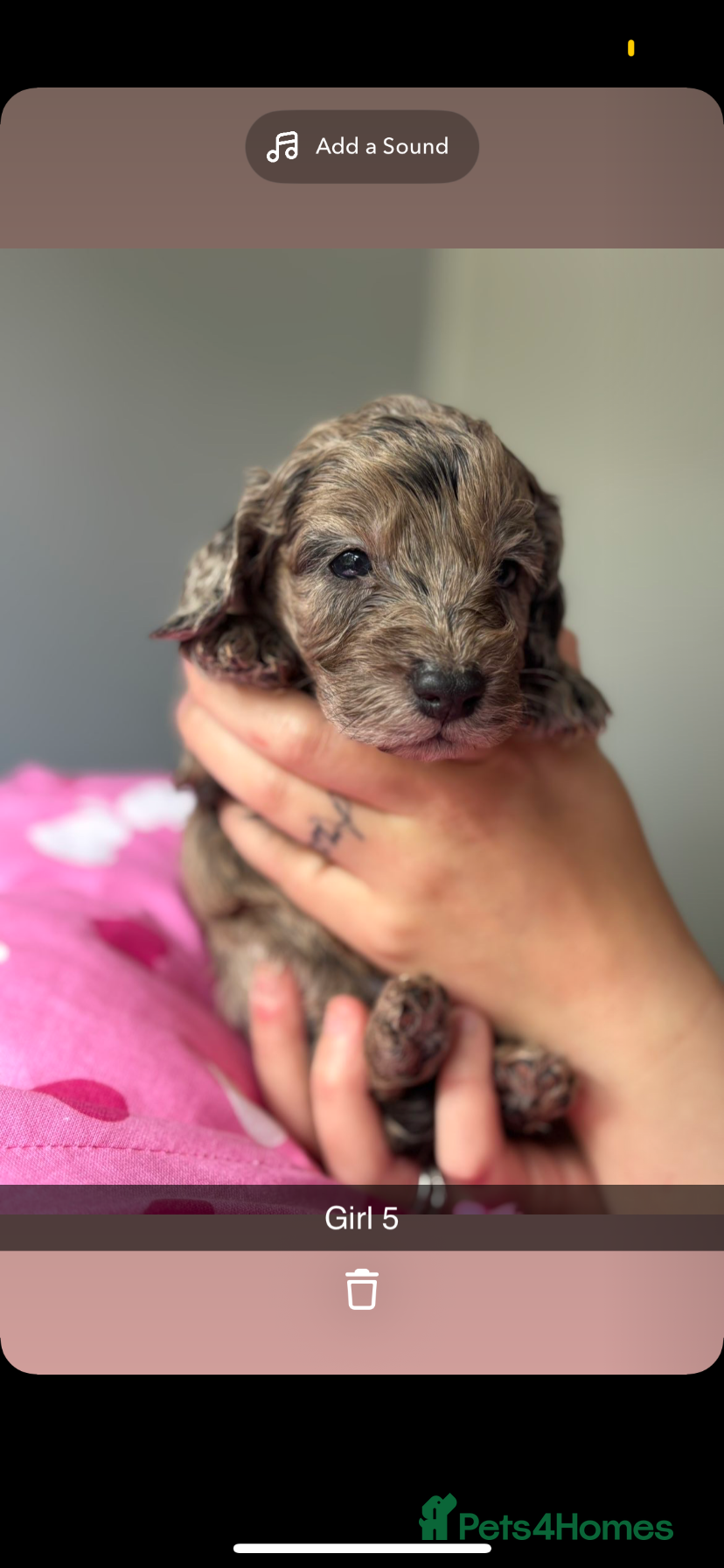Cockapoo dogs Quality F1 pups in the west mids beautiful pups - Advert 1