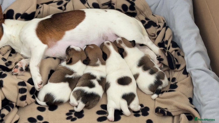 Jack Russell dogs - Advert 5