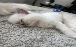 Ragdoll cats for sale: Female lilac point Ragdoll kitten - Image 4