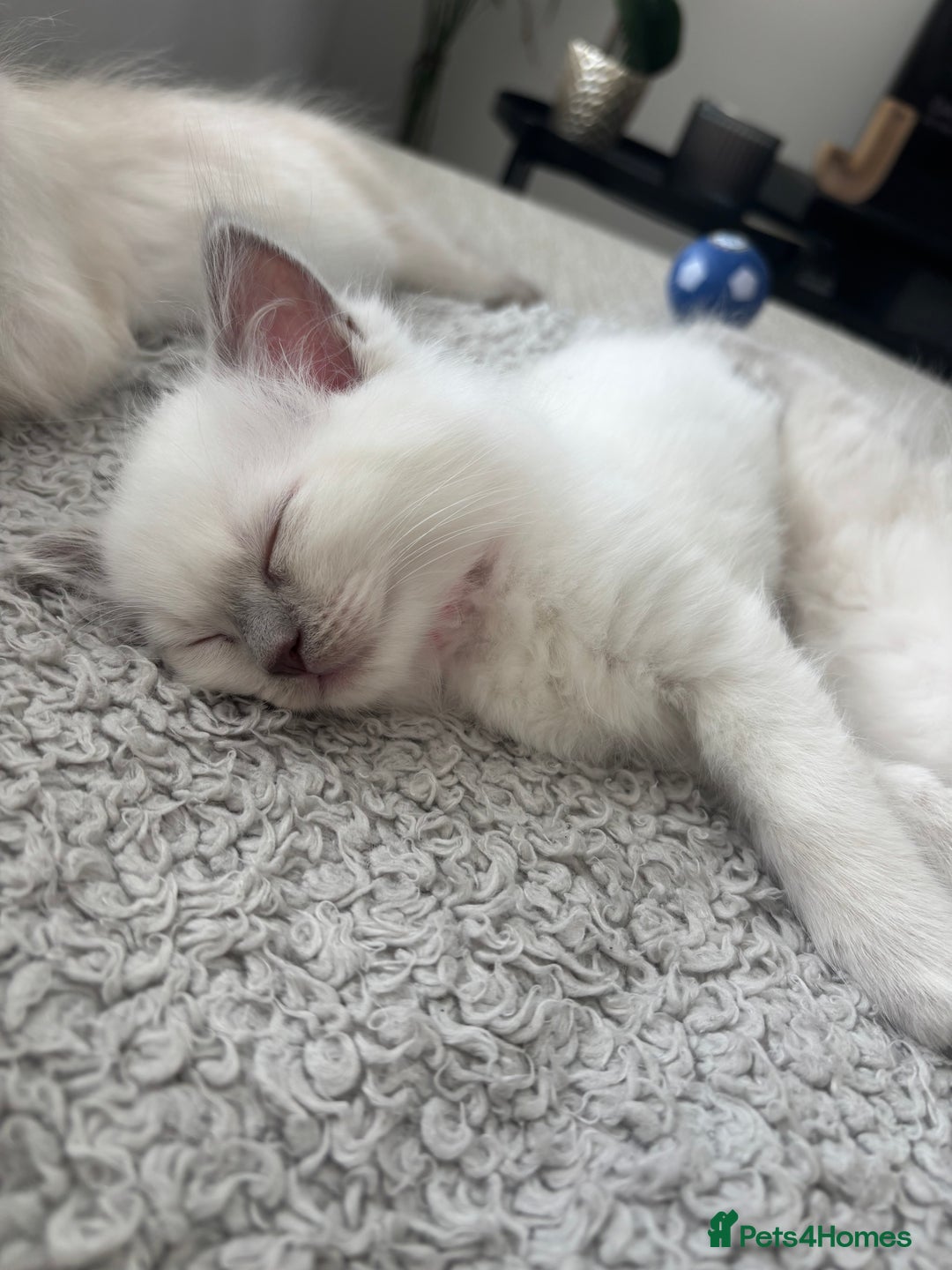 Ragdoll cats for sale: Female lilac point Ragdoll kitten - Image 4
