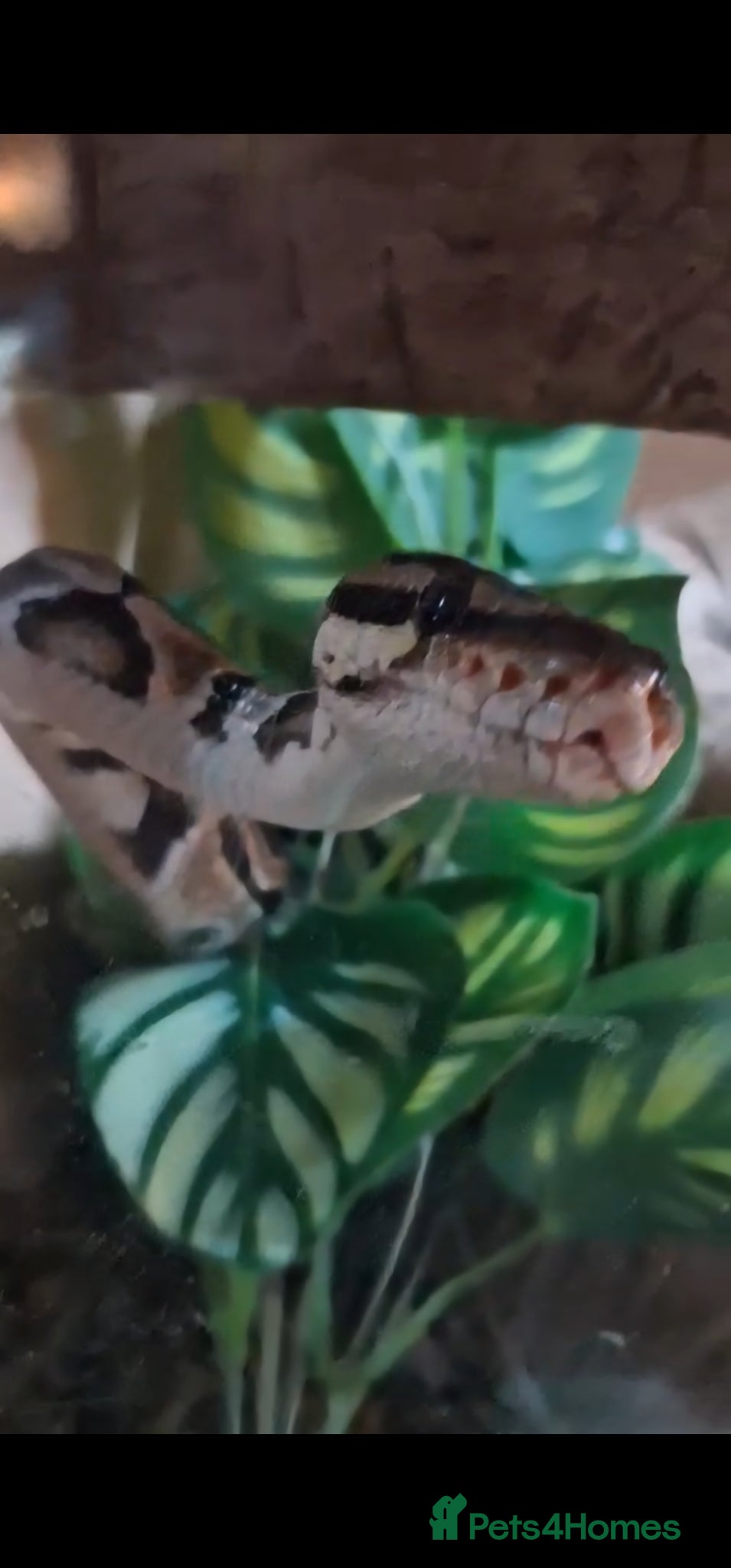 Python Snake reptiles Royal python - Advert 2