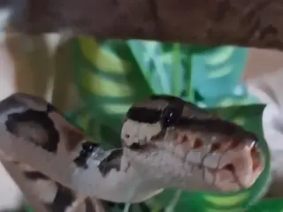 Python Snake reptiles Royal python - Advert 7