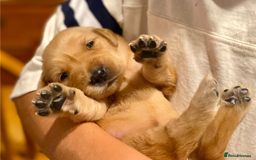 Golden Retriever dogs for sale: Beautiful Golden Retriever Puppies – Family Raised - Image 21