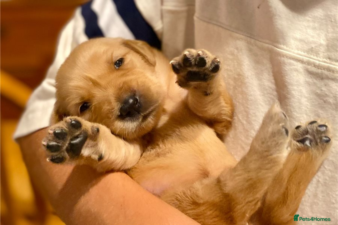 Golden Retriever dogs for sale: Beautiful Golden Retriever Puppies – Family Raised - Image 21