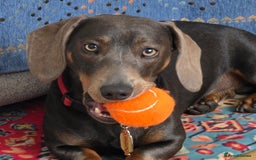 Dachshund dogs for stud: For Stud - Image 6