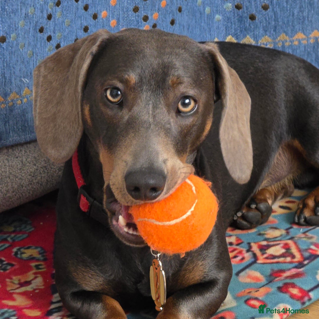 Dachshund dogs for stud: For Stud - Image 6