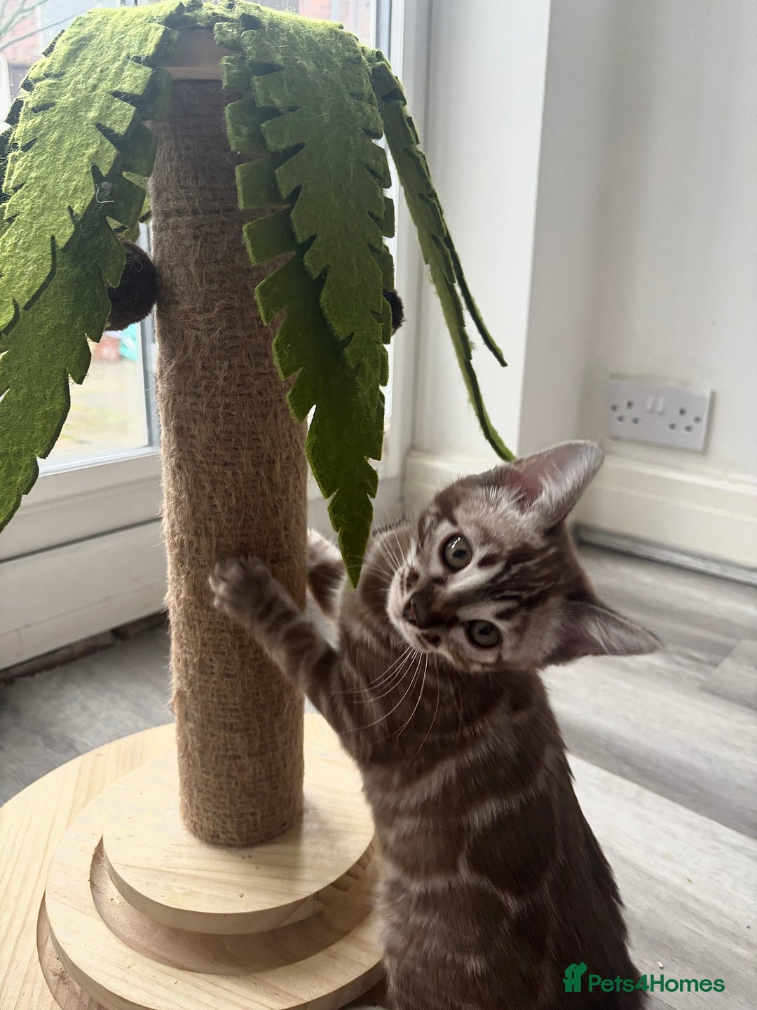 Bengal cats for sale: Pure Bengal kittens ready to go - Advert 9