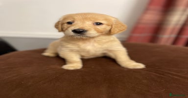 Golden Retriever dogs Rare & wonderful petite golden retrievers - Advert 9