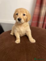 Golden Retriever dogs Rare & wonderful petite golden retrievers - Advert 9