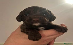 Cocker Spaniel dogs for sale: Gorgeous Health Tested Working Cocker Spaniels - Image 13