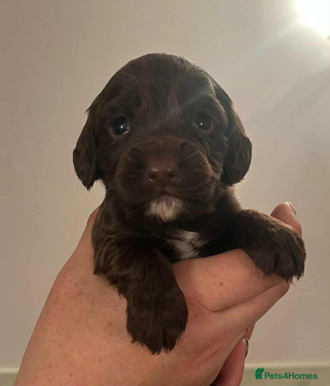 Cocker Spaniel dogs for sale: Gorgeous Health Tested Working Cocker Spaniels - Image 13