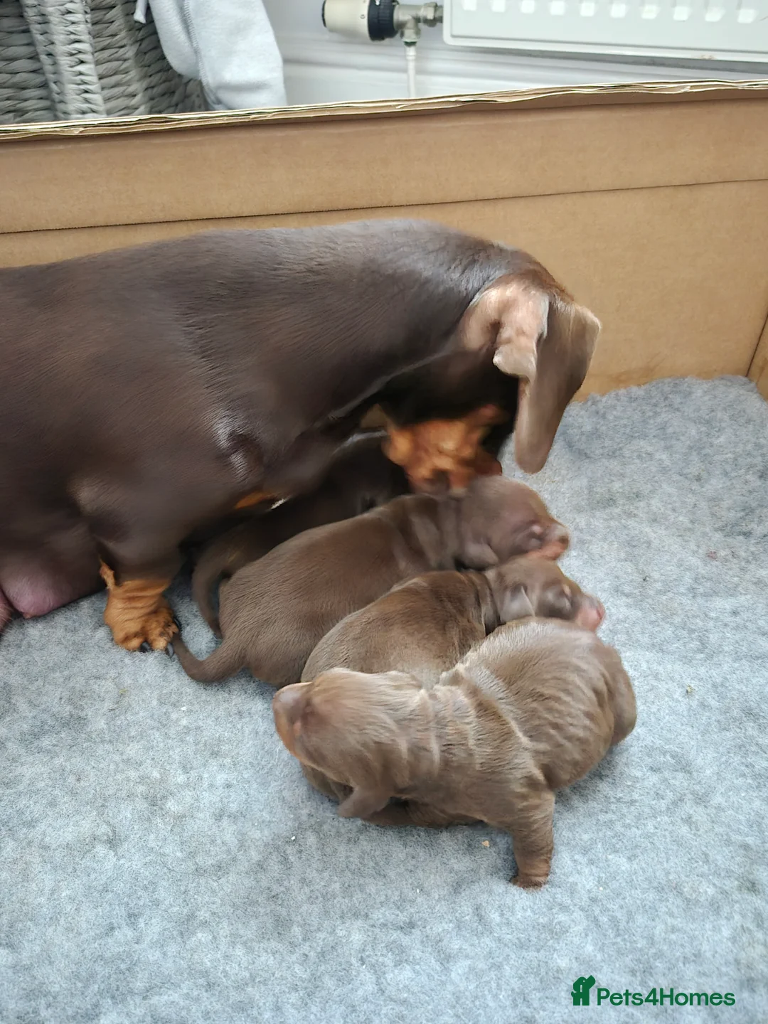 Miniature Dachshund dogs for sale: Miniture dachshund smooth hair puppies  - Advert 1