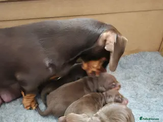 Miniature Dachshund dogs Miniture dachshund smooth hair puppies - Advert 1